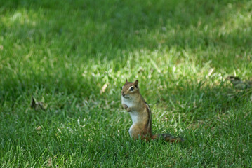 chipmunk in the lawn