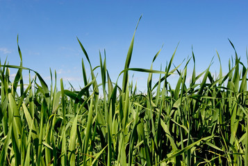 grass & blue sky