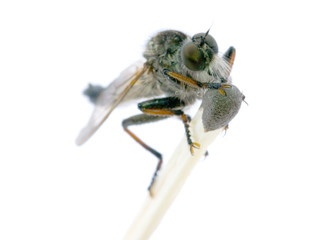 fly 4