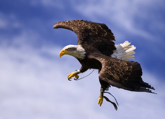 seeadler