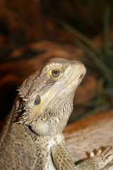inland bearded dragon