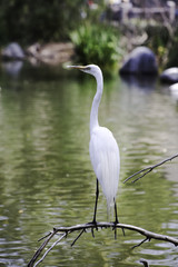 Great Egret