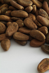 isolated cocoa beans