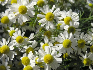 camomile herb blooming
