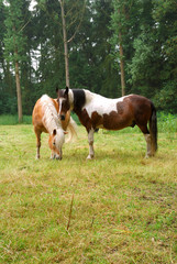 Naklejka na ściany i meble horse grazing in meadow