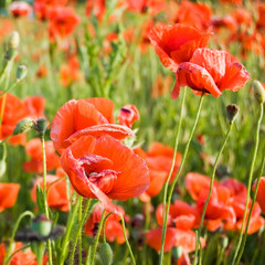 the red poppies.