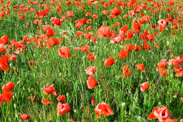 The red poppies.