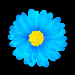 flower with clipping path