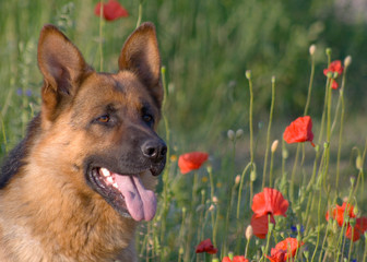 dog with flowers