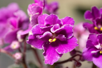 Fototapeta na wymiar purple violet flowers