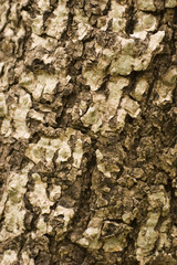 texture