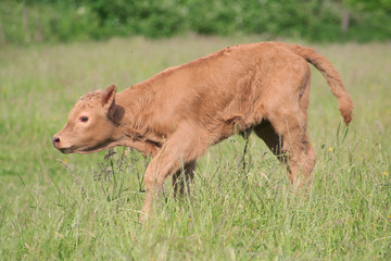 Young Calf in Pasture
