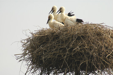 baby storks in nest 8543