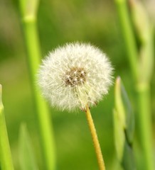 dandelion