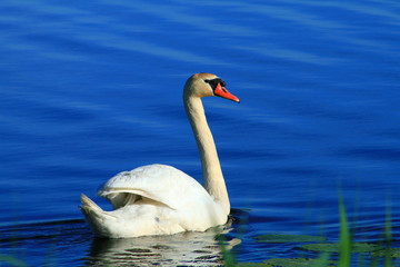 lone swan
