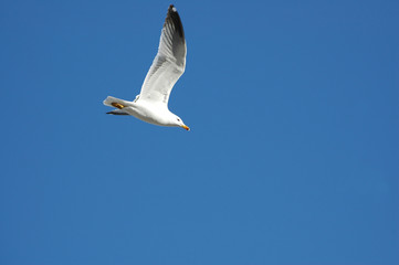 seagull 3