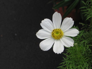 Obraz premium Blüte