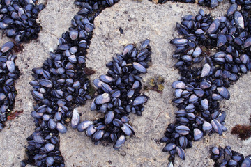 rows of mussels on a rock