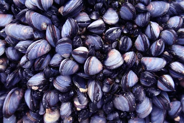 Papier Peint photo Crustacés blue mussels