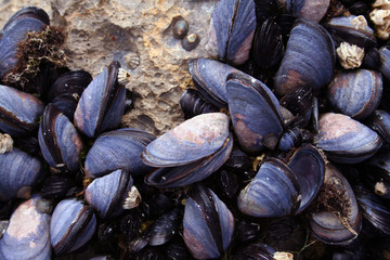 closeup of blue mussels