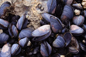 Crédence de cuisine en verre imprimé Crustacés closeup of blue mussels