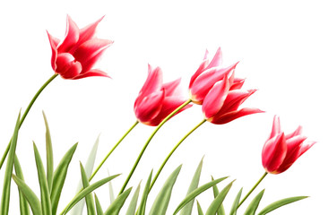 Rows of red tulip on white