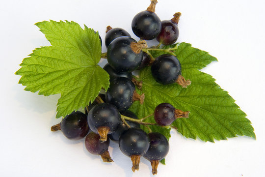 johannisbeere