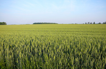 wheat field