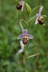 orchidée sauvage