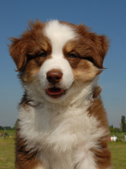 adorable chiot aussie