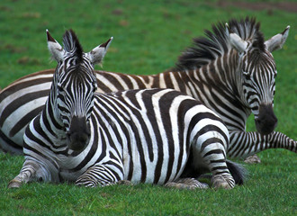 Fototapeta premium Zebra