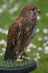 captive hawk
