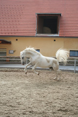 lipizzaner beim springen
