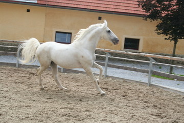 lipizzaner beim spielen