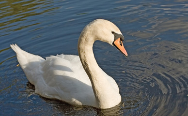 beautiful love symbol swan in water with waves