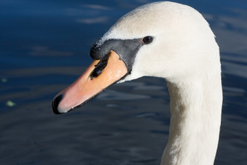 Funny swan head close-up face cute and adorable