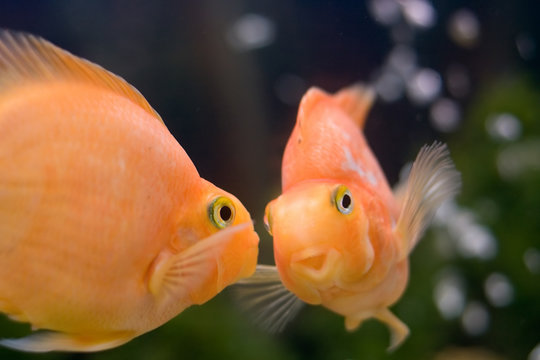 Fototapeta gold fish smile close-up humor face seeing her reflection