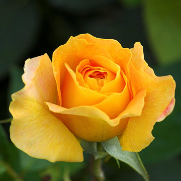 Rose jaune