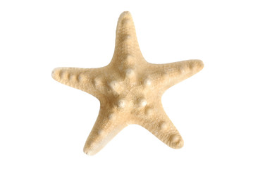 starfish, underwater object, over white, isolated