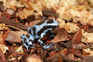 black and blue frog