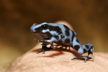black and blue frog