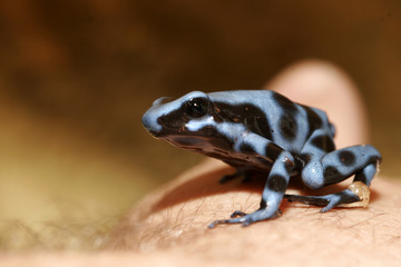 black and blue frog