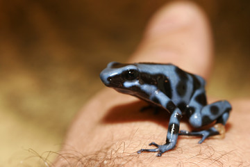 black and blue frog