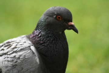 pigeon