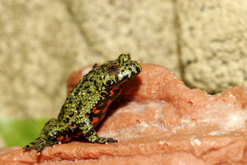 green frog