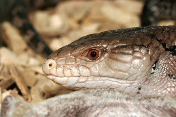 Naklejka premium varan