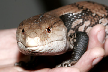 varan