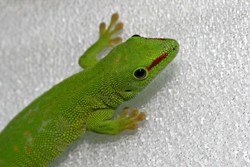 lezard