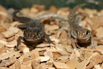varan