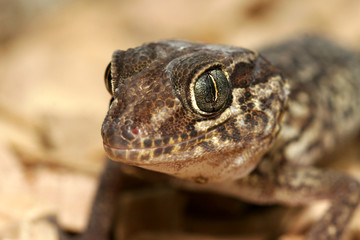 lezard